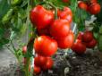 Підживіть помідори томатною пастою -  вони вмить заплодоносять і не хворітимуть (відео)