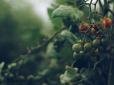 ТОП-5 поширених помилок, через які помідори не плодоносять: Що важливо знати городнику