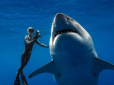 Моторошна трагедія: У Єгипті акула напала на туристку, відкусивши руку та ногу - жінка померла (відео)