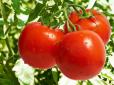 Як прискорити дозрівання помідорів наприкінці сезону: ТОП-6 корисних порад