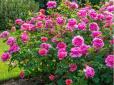 Часник, тютюн та мило - на допомогу: Як врятувати від попелиці троянди на дачі