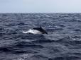 Безневинні жертви окупантів: В Чорному морі через військову агресію РФ загинули тисячі дельфінів