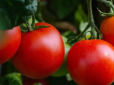 Що зробити з помідорами, щоб вони швидше дозріли - два перевірені способи