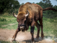 15 Путіних та 82 Трампи: У Естонії розповіли, які імена місцеві фермери воліють давати бикам