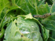 Як позбутися від гусениць на капусті: Ефективні народні засоби, що забезпечують надійний результат