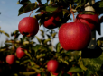 Дачникам на замітку: Чому на яблуні червиві яблука і як врятувати урожай - рецепти від шкідників