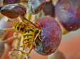 Як захистити виноград від ос - ефективні поради дачникам