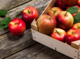 Як зберігати яблука всю зиму - нюанси зберігання в квартирі і в погребі