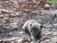 Новий Хатіко: У Макарові собака п'ять місяців чекала на господарів на руїнах будинку, при зустрічі плакала (відео)