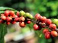 Запасайтеся улюбленим напоєм: Неврожай у Бразилії може ще більше підняти ціни на каву,