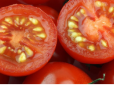 Як правильно зібрати насіння помідор та капусти - секрети для щедрого врожаю