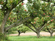 Чому варто посадити яблуні восени - поради від досвідчених садівників