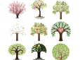 Психологи вважають, що вибір дерева розповість про вашу домінуючу рису особистості. Тест