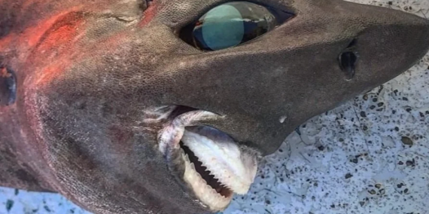 Невідомий вид. В Австралії зловили акулу з "людською посмішкою". ФОТО