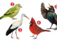 Жіночий психологічний тест: Птах, якого ви виберете, розповість про особливості вашого характеру і ставлення до життя