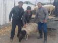 Дуже символічний бартер: У Туві сім'ям мобілізованих росіян роздають баранів