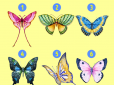Романтичні чи мудрі: Оберіть метелика на картинці і дізнайтеся, які ви справжні