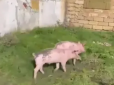 На Херсонщині окупанти жили разом зі свинями і стягнули у хлів вкрадені пральні машини (відео)