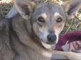 На Запоріжжі пес врятував життя цілої родини під час ракетних ударів, 