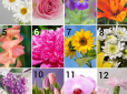 Що улюблені квіти розкажуть про ваш характер - простий тест з описом