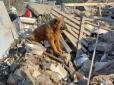 Помер пес Крим, який оплакував смерть своїх господарів на руїнах зруйнованого російською ракетою будинку у Дніпрі