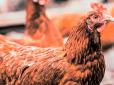 Дешевих яєць не буде? Росіяни знищили найбільшу птахофабрику в Україні, збитки оцінюють у $330 млн