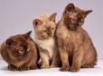 Британські фахівці назвали найрозумніші породи котів