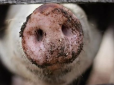 Моторошна трагедія вразила багатьох: На промисловій бійні свиня убила м’ясника, який хотів її зарізати