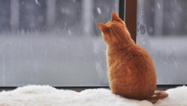 Якщо кішка задивляється у вікно, то скоро буде відлига
