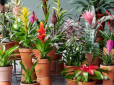 Які кімнатні квіти цвітуть весь рік: ТОП-10 варіантів для створення затишку вдома