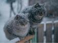 На Україну чекає класична зимова погода: Синоптики уточнили прогноз на 6 лютого