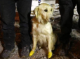 Справжній герой: У Туреччині собака із чотирма пораненими лапами врятував з-під завалів п'ятьох людей (фото)