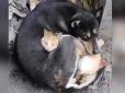 Врятований кіт обіймав собаку: Зворушливі кадри на руїнах після землетрусу в Туреччині