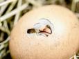 Таємницю нарешті розкрито: Вчені дізналися, що з'явилося раніше - курка чи яйце