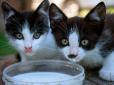 Забудьте про молоко та йогурти: Фахівці назвали продукти, які категорично не можна давати коту