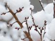 В Україну повертаються заморозки та сніг: Синоптики розповіли, де і коли чекати погіршення погоди