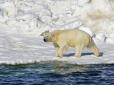 Винні зміни у кліматі? Білий ведмідь посеред вулиці вбив матір та дитину