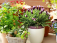 Чим поливати домашні квіти, щоб вони цвіли - вам допоможе копійчаний засіб