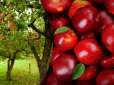 Дачникам на замітку: Як омолодити стару яблуню - проста схема, яка дасть гарний урожай