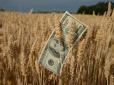Обкрадають двічі: Експортери продають зерно за безцінь, та ще й не повертають гроші в країну