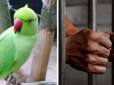 Папуга допоміг розкрити вбивство 10-річної давності - злочинцеві довелося у всьому зізнатися