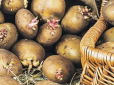 Коли треба садити картоплю: Яка оптимальна температура і сприятливі дні