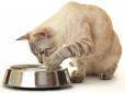 Для чого кіт торкається води лапами перед тим, як пити: Фахівці назвали чотири причини