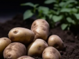 Як збільшити урожай картоплі вдвічі? Допоможе секретний засіб!