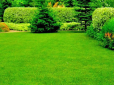 Дачникам на замітку! Чим підгодувати газон навесні - буде пишна трава смарагдового кольору!