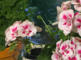 Додайте корицю в горщик для квітів - ефект здивує навіть досвідчених квітникарів!