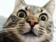Не просто дивні звуки: Науковці з'ясували, чому коти реагують на 