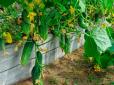 Як збирати врожай огірків до пізньої осені? Допоможе всього один засіб