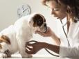 Як уберегти собаку від стресу при відвідуванні ветеринара