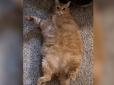 Важив 16 кг: Жінка посадила свого кота на дієту і показала результат (фото)